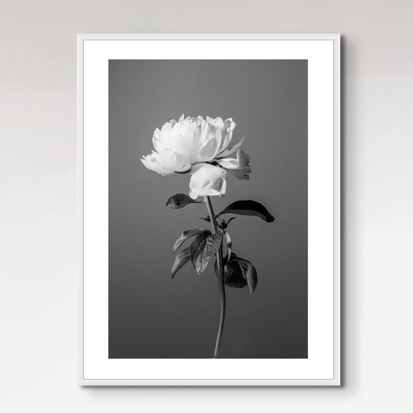 Peony BW