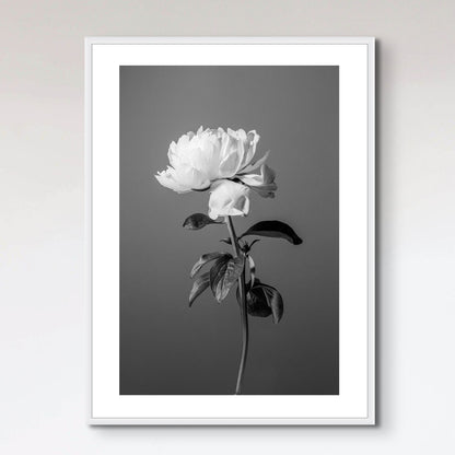 Peony BW