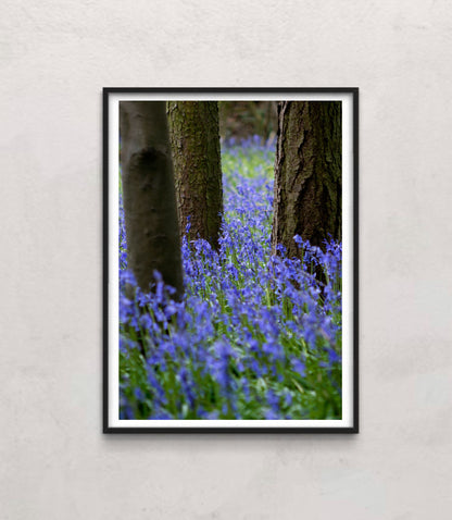 Bluebell Wood l