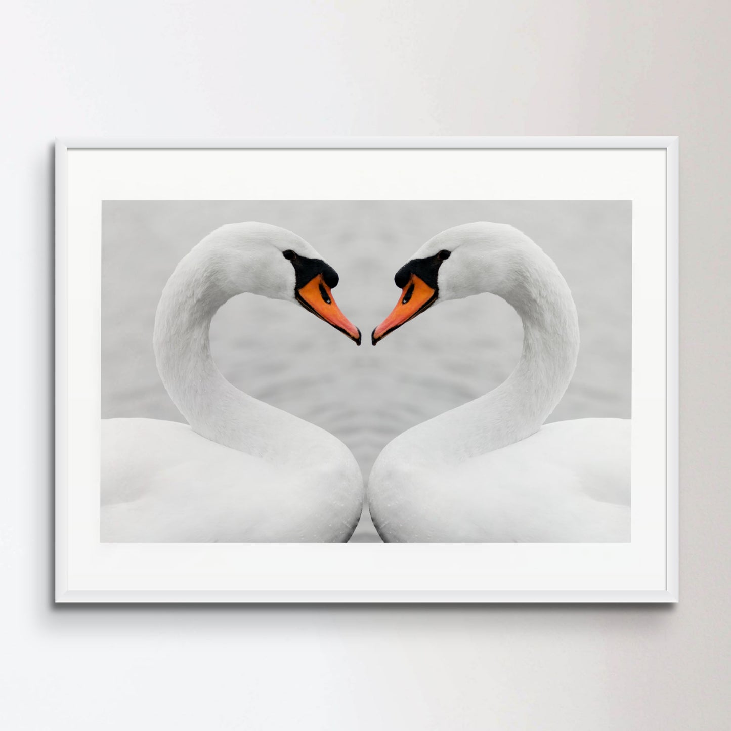 true love of swans