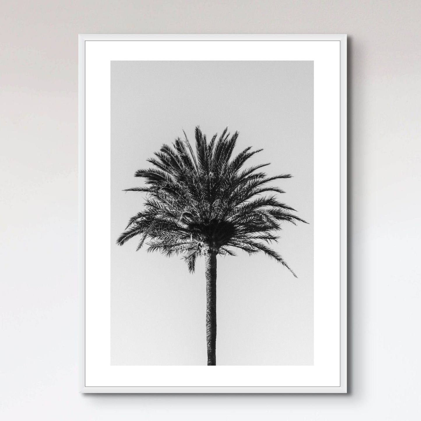 Palm_003