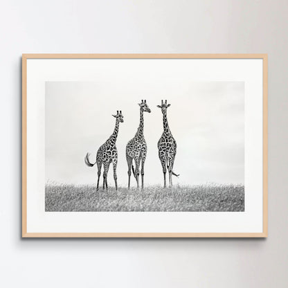 Giraffes in the Mara plains Poster