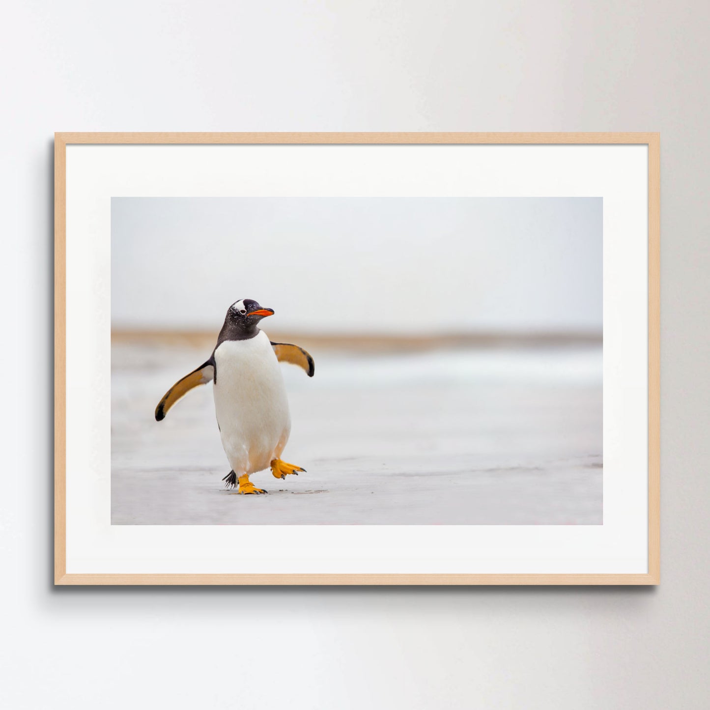 Gentoo Penguin waddling along on a white sand beach.