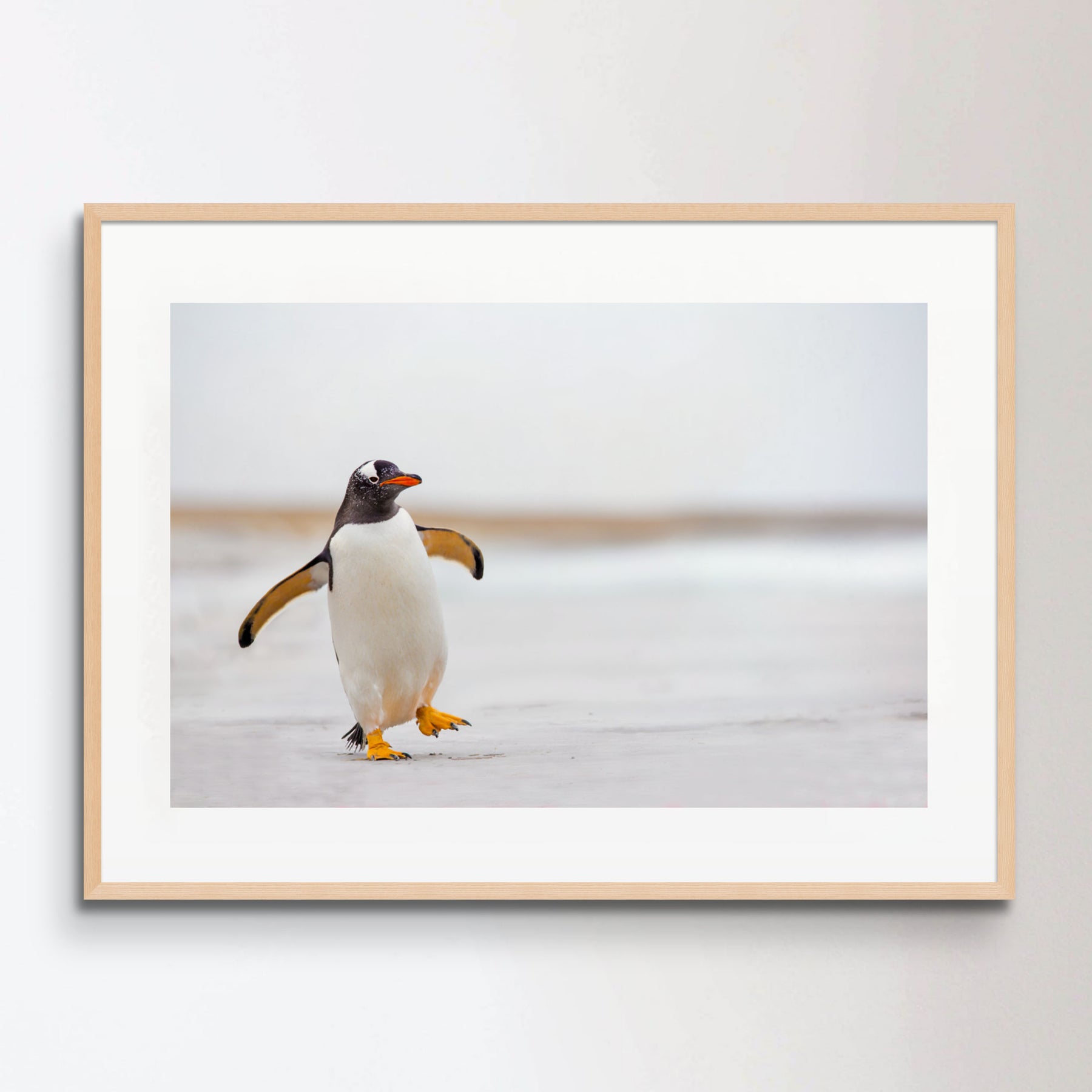 Gentoo Penguin waddling along on a white sand beach.