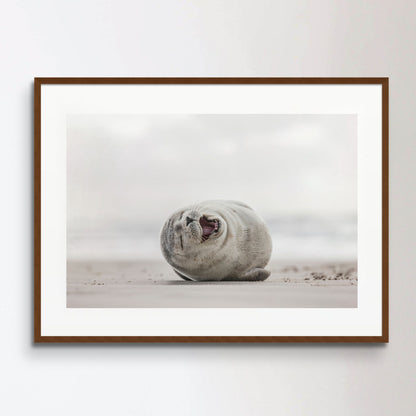 Little smiling seal on the beach