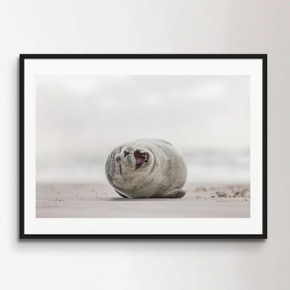 Little smiling seal on the beach