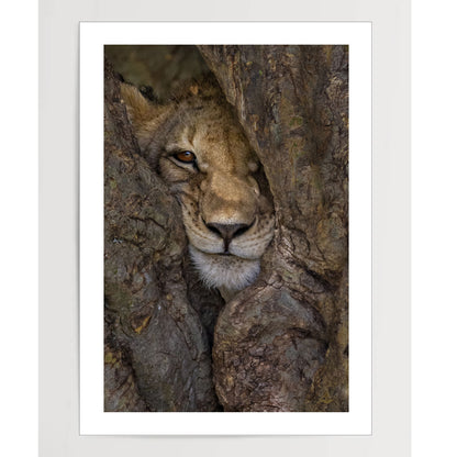 Lion cub in the tree in Kenya, Africa