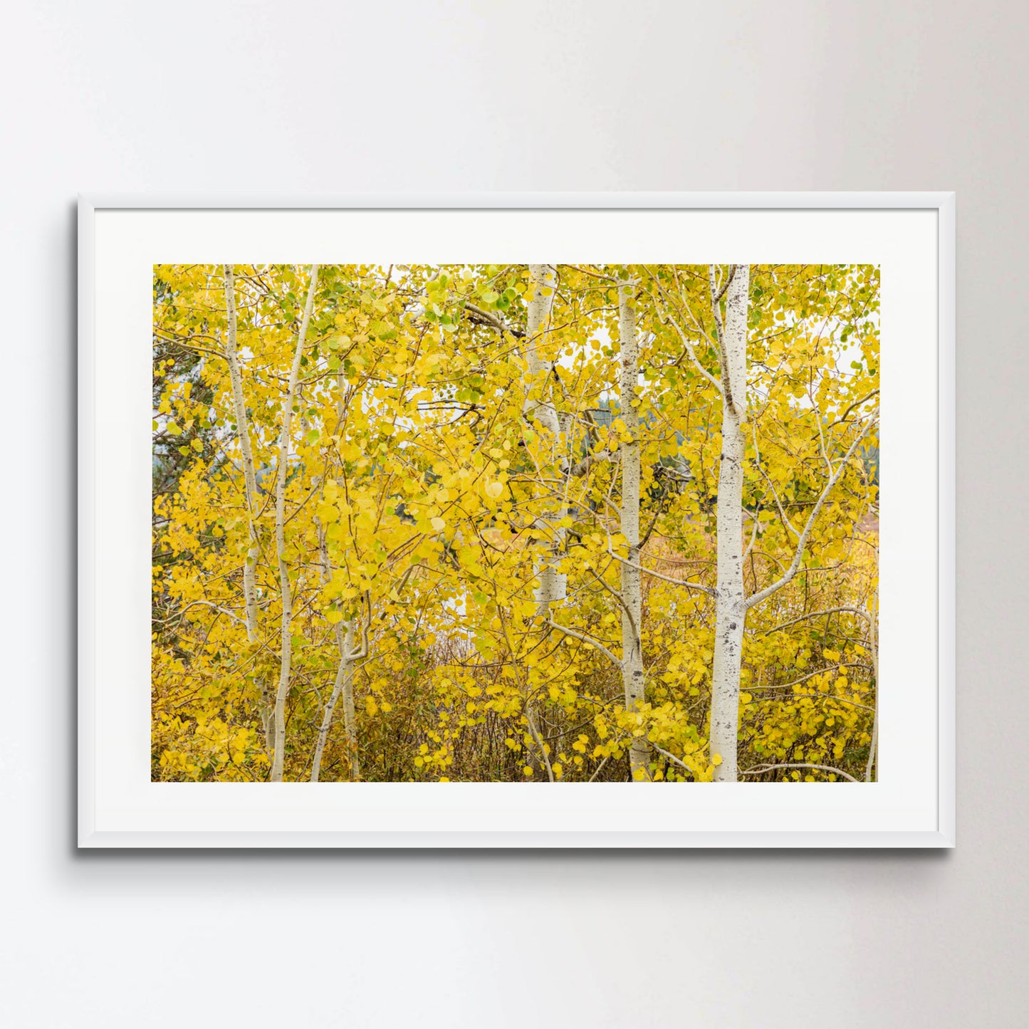 Close-up of a group of Aspen trees covered in golden leaves