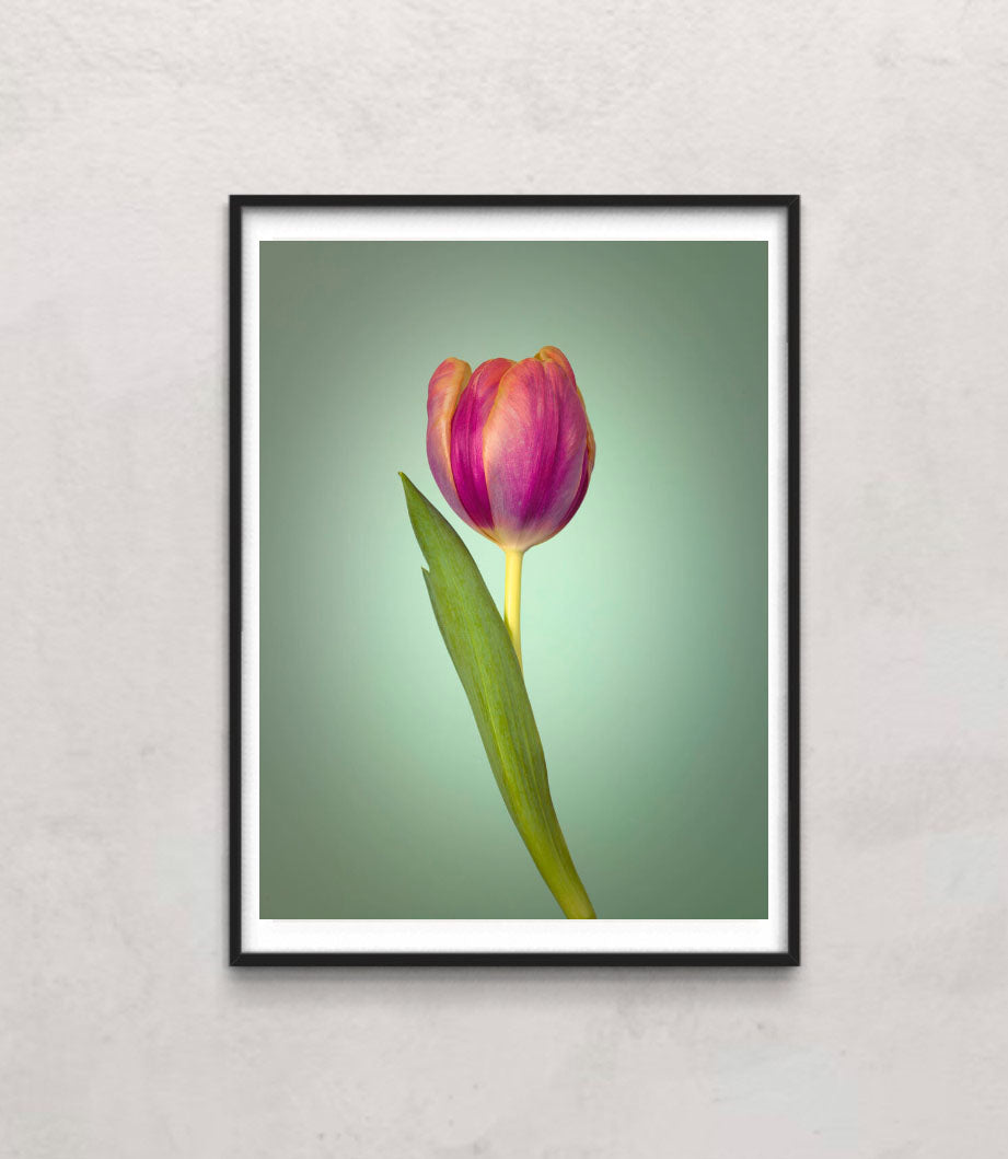 Single Tulip Flower, Side View