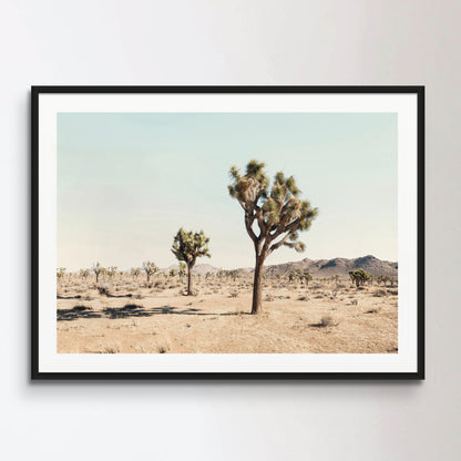 Joshua Tree