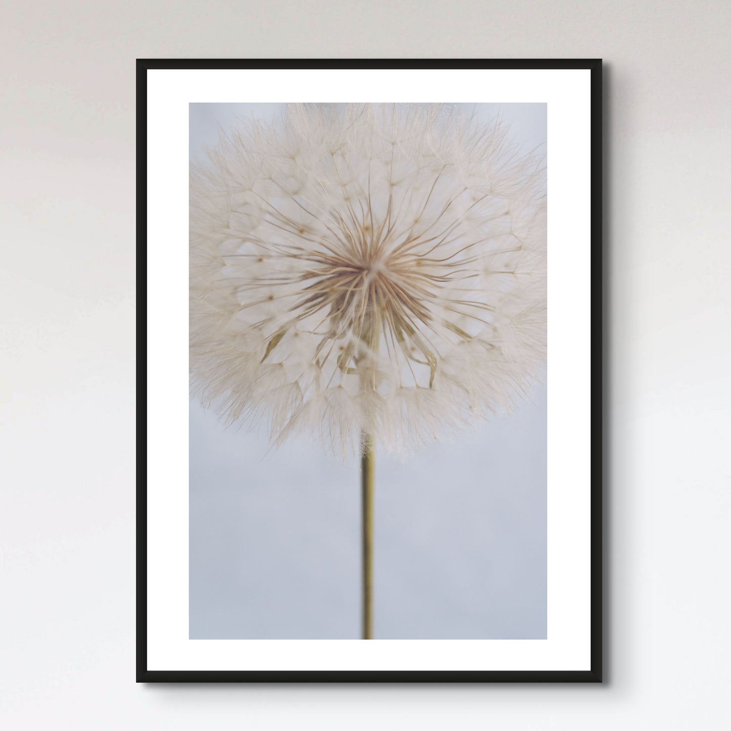 Delicate Dandelion