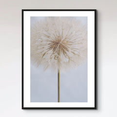 Delicate Dandelion