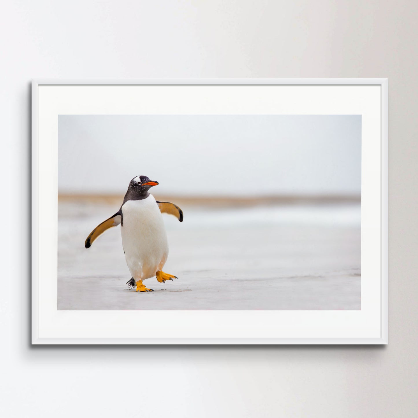 Gentoo Penguin waddling along on a white sand beach.