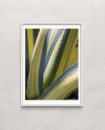 Variegated Agave II