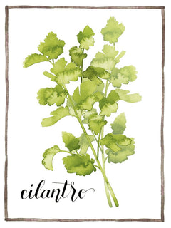 Watercolor Herbs IV