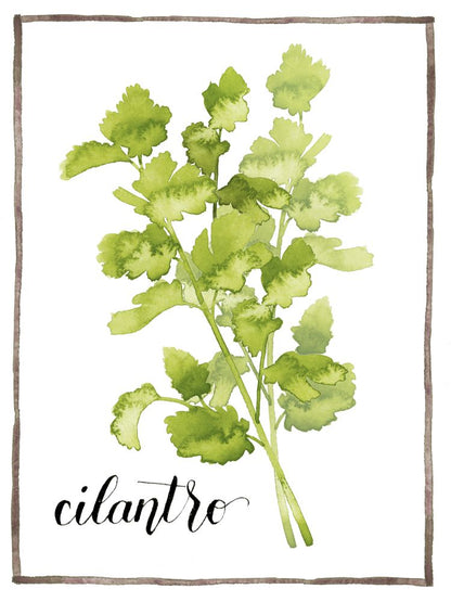 Watercolor Herbs IV