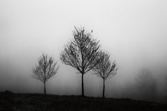 In the Fog