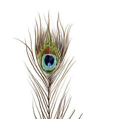 Peacock Single 2