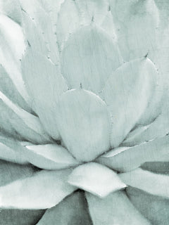 Agave 1
