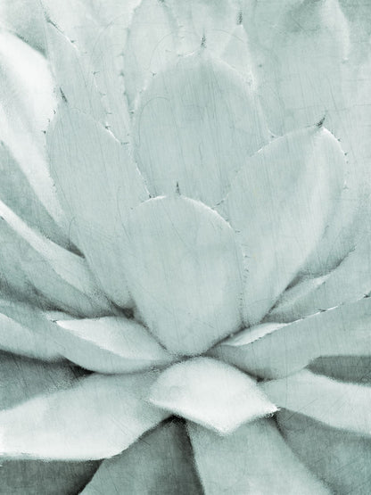 Agave 1