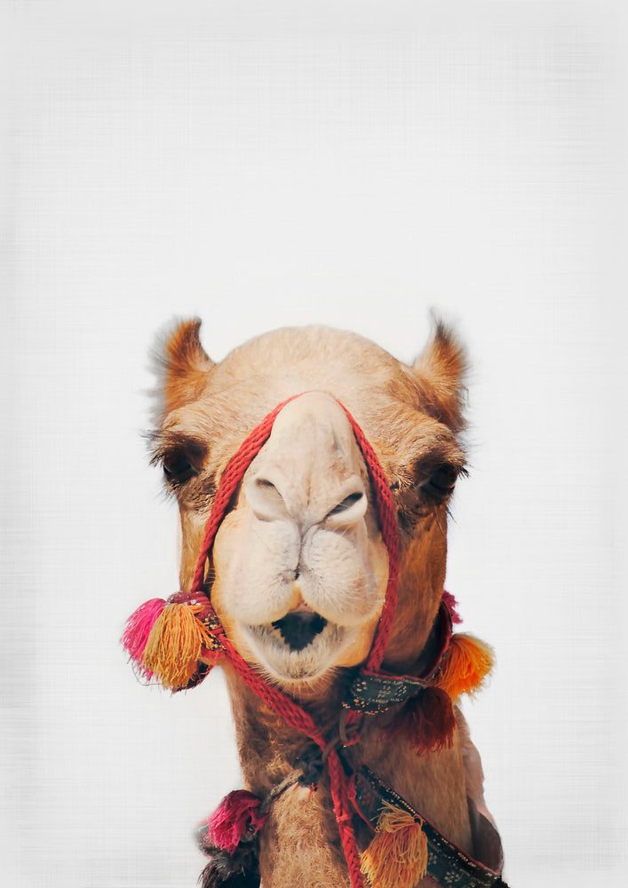 Camel