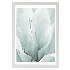 Agave 2