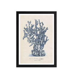 Sea Coral Study IV