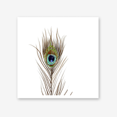 Peacock Single 2