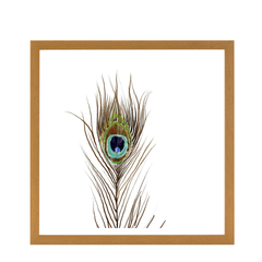 Peacock Single 2