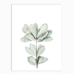 Fiddle Leaf