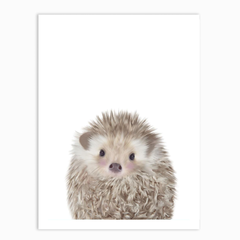 HEDGEHOG
