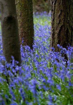 Bluebell Wood l
