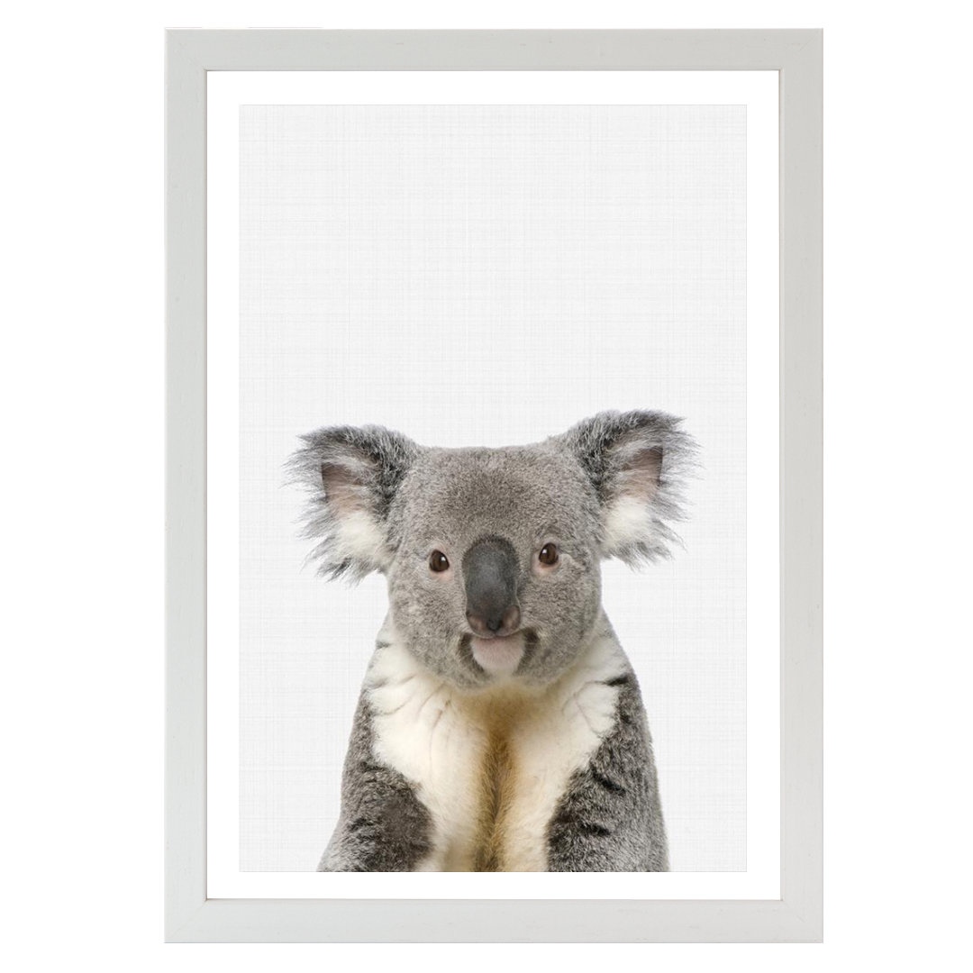 Koala Portrait