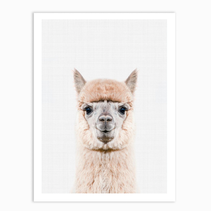 Llama Portrait Print