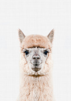 Llama Portrait Print