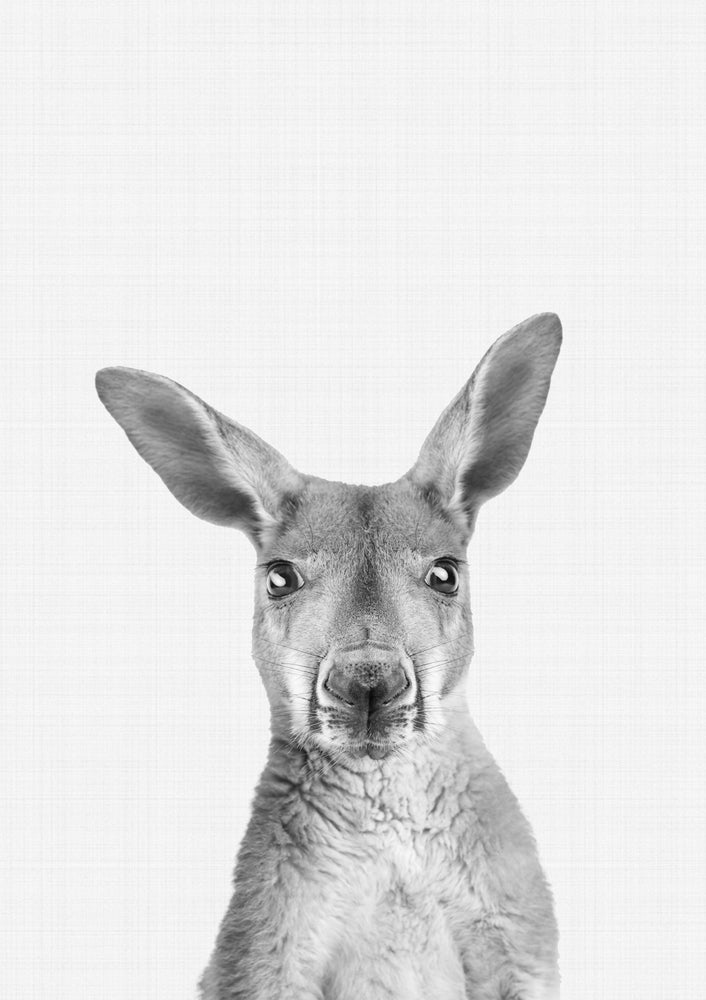 Kangaroo B&W Portrait