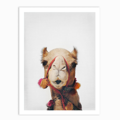 Camel