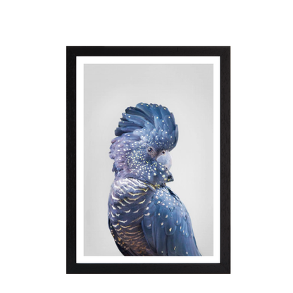 Black Cockatoo